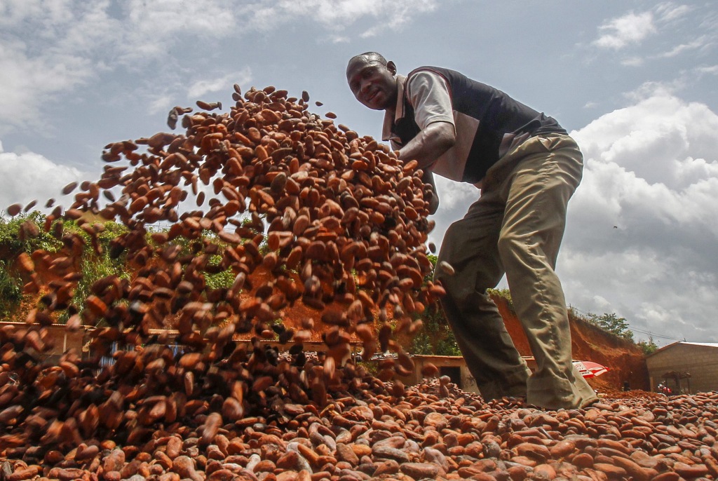Bittere Zeiten für Kakaobauern