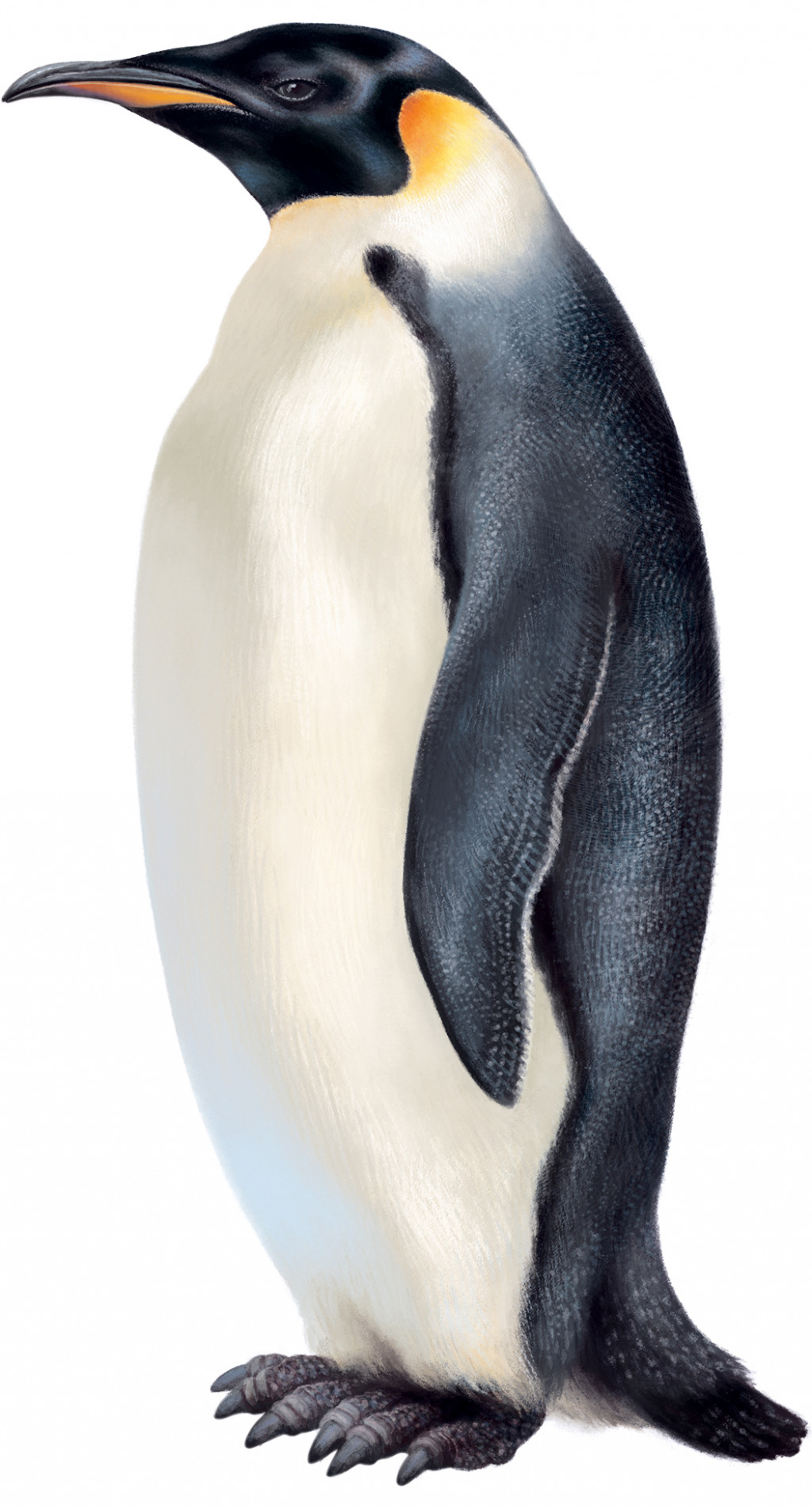 Die Spur der Pinguine