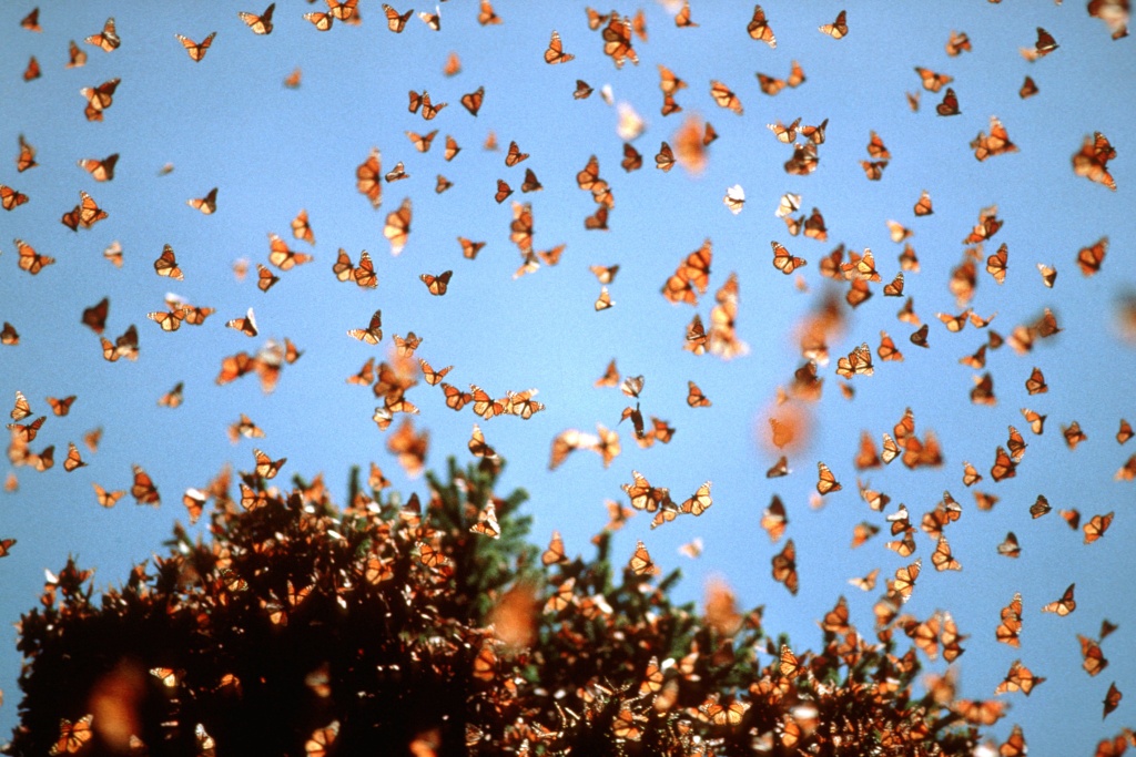 Der riskante Kampf für die Schmetterlinge