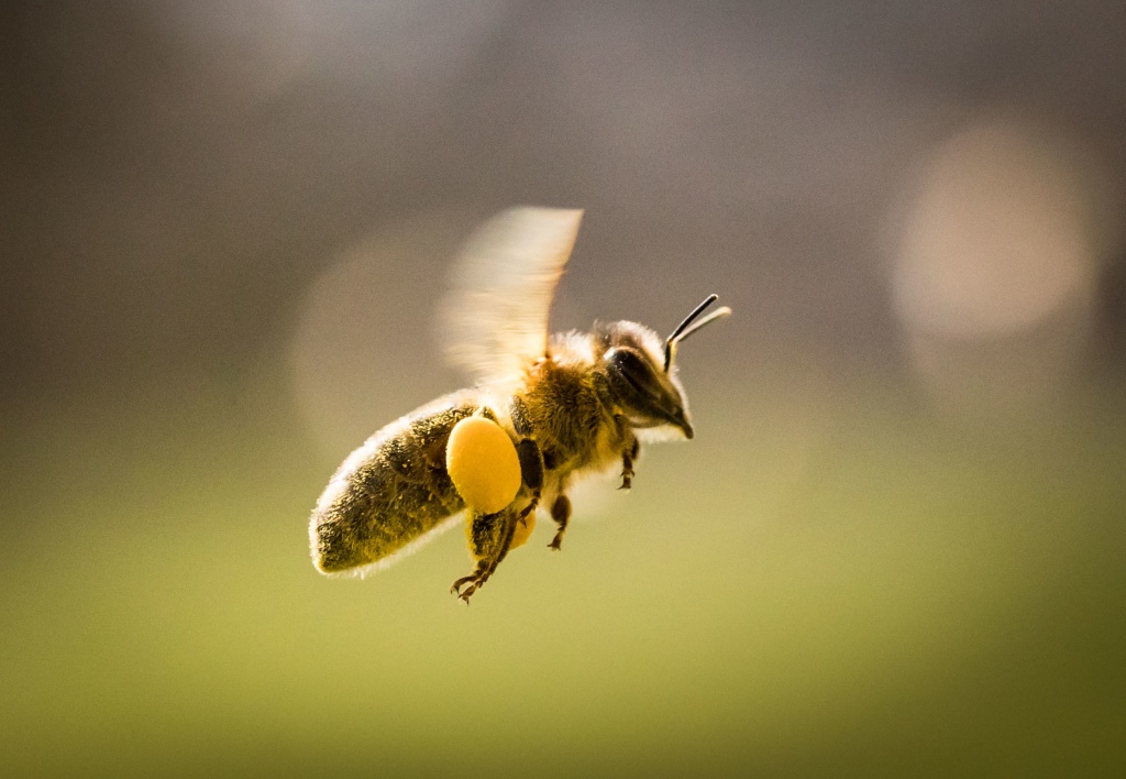 Bienenschädliche Pflanzenschutzmittel verboten