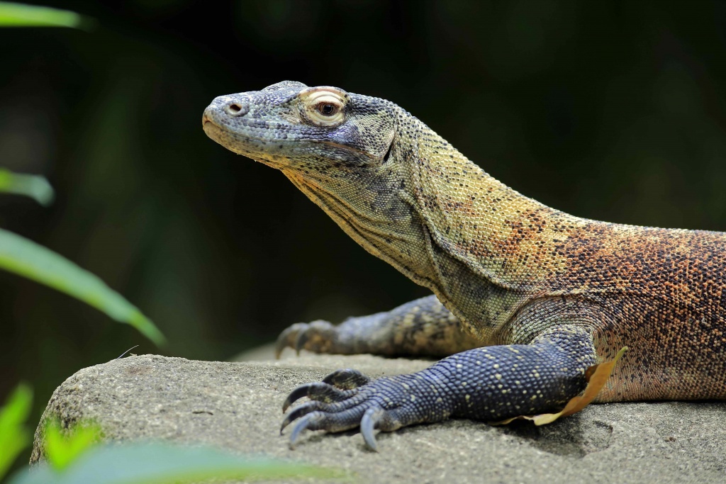 Forscher entdecken vieräugiges fossiles Reptil