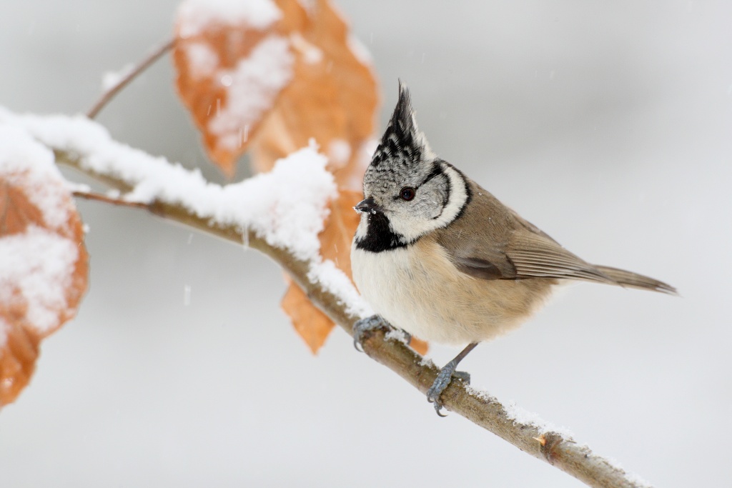 Winterliche Artenvielfalt in blätterlosen Wäldern