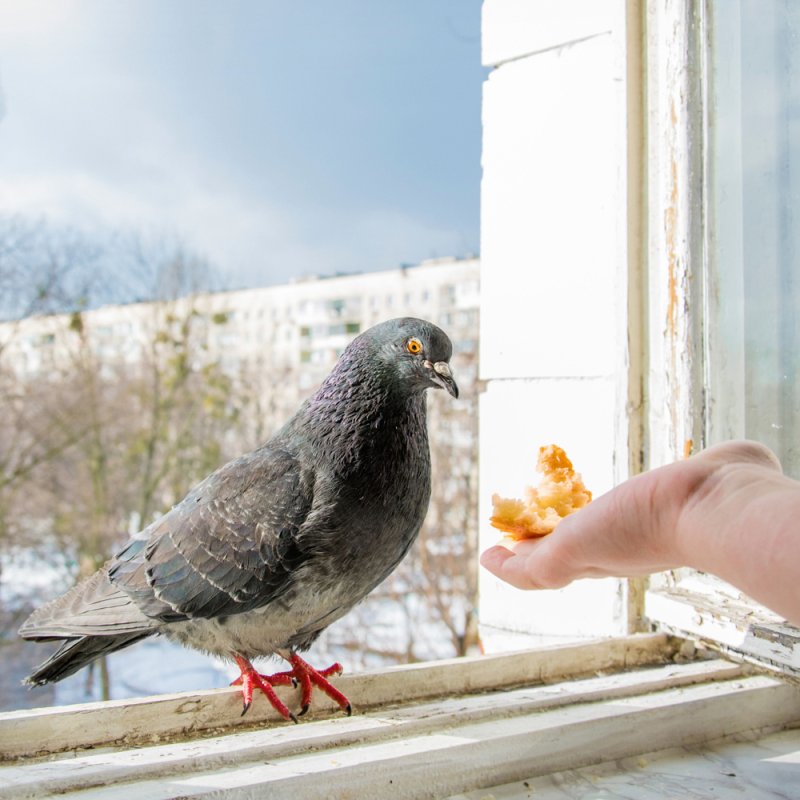 Eine Taube sitzt in einem offenen Fenster und wird von Hand gefüttert.