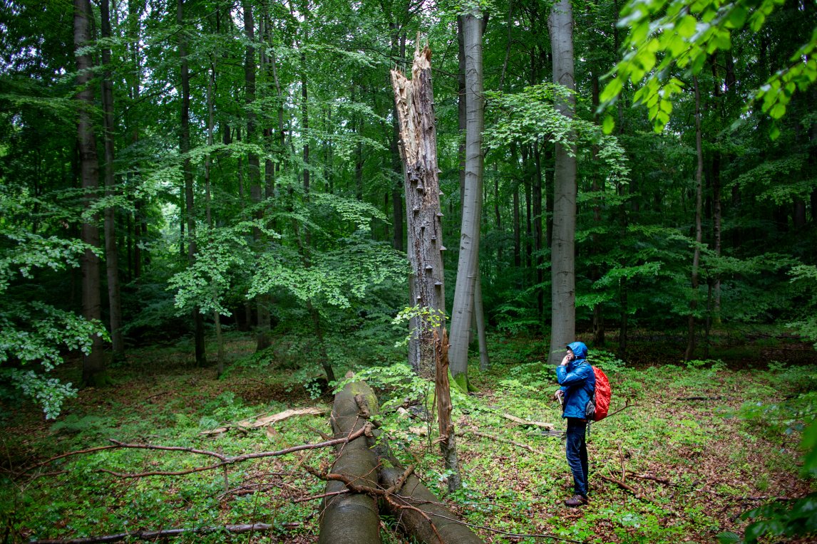 Uriger Wald: Künftig sollen wieder mehr Bäume natürlich altern und sterben wie hier im Hainich in Thüringen
