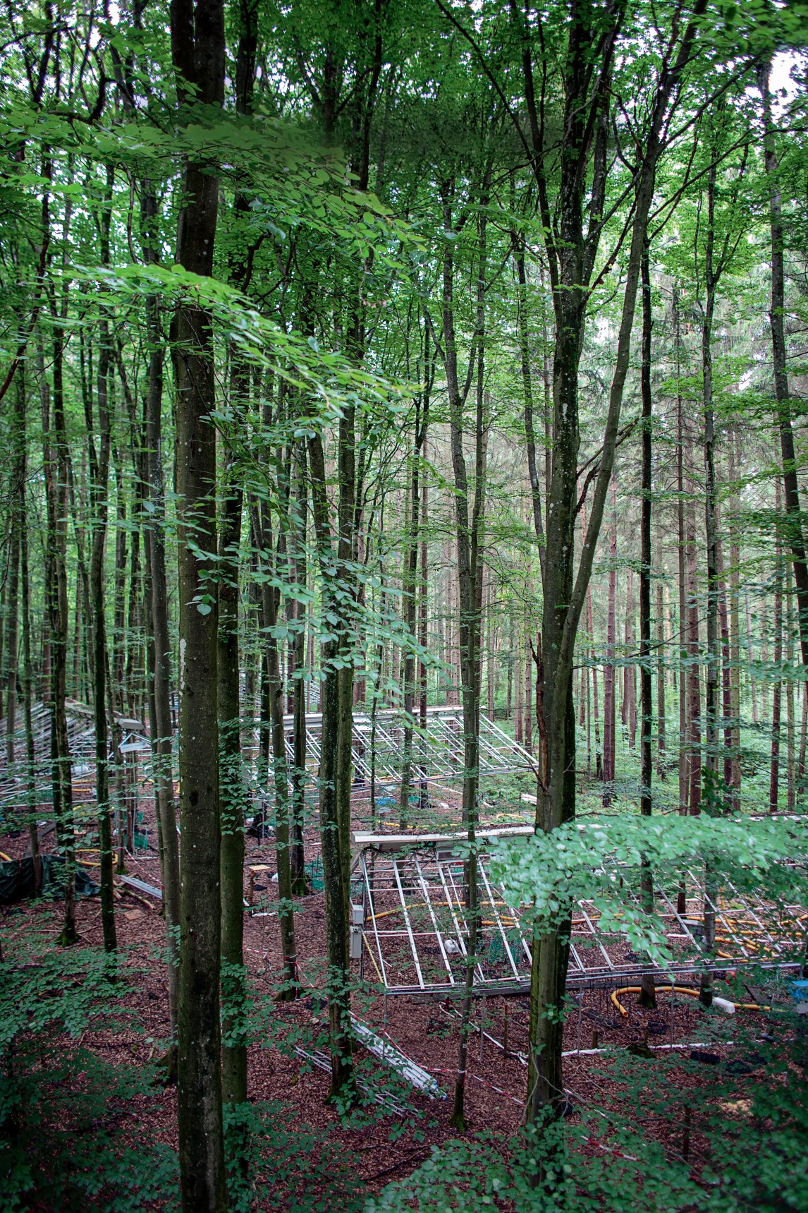 MÖBLIERTER MISCHWALD
Fünf Jahre lang haben raffinierte Dachkonstruktionen im Kranzberger Forst den Regen vom Waldboden ferngehalten. Das diente der wissenschaftlichen Erkenntnis. Nun dürfen sich die Bäume erstmal wieder erholen
