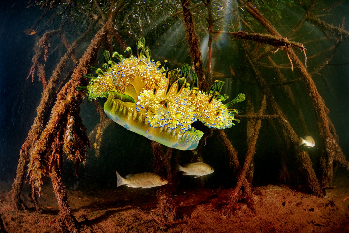 TENTAKELKLEID Eine Cassiopea gleitet langsam zu Boden. Die Mangrovenqualle steht kopf, da sie die meiste Zeit am Meeresgrund sitzt und nicht wie ihre Verwandten umhertreibt
