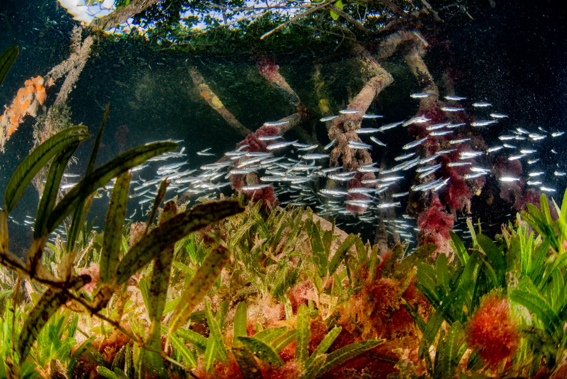 KINDERSTUBE Schwärme junger Fische funkeln zwischen den Wurzeln

