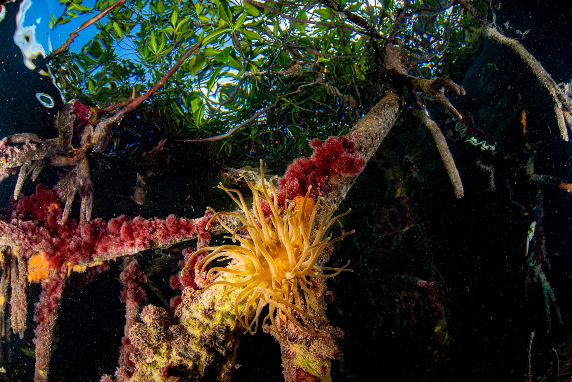 LEBENSRAUM Seeanemonen halten sich an den Wurzeln der Mangroven fest und fangen mit ihren Tentakeln Planktonwesen
