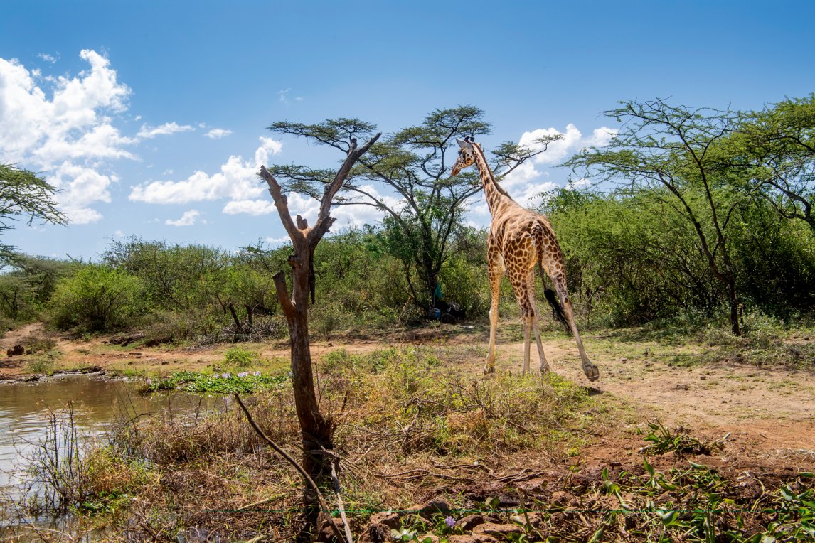 LANDGANG Insgesamt neun Giraffen sollen zunächst übergesiedelt werden
