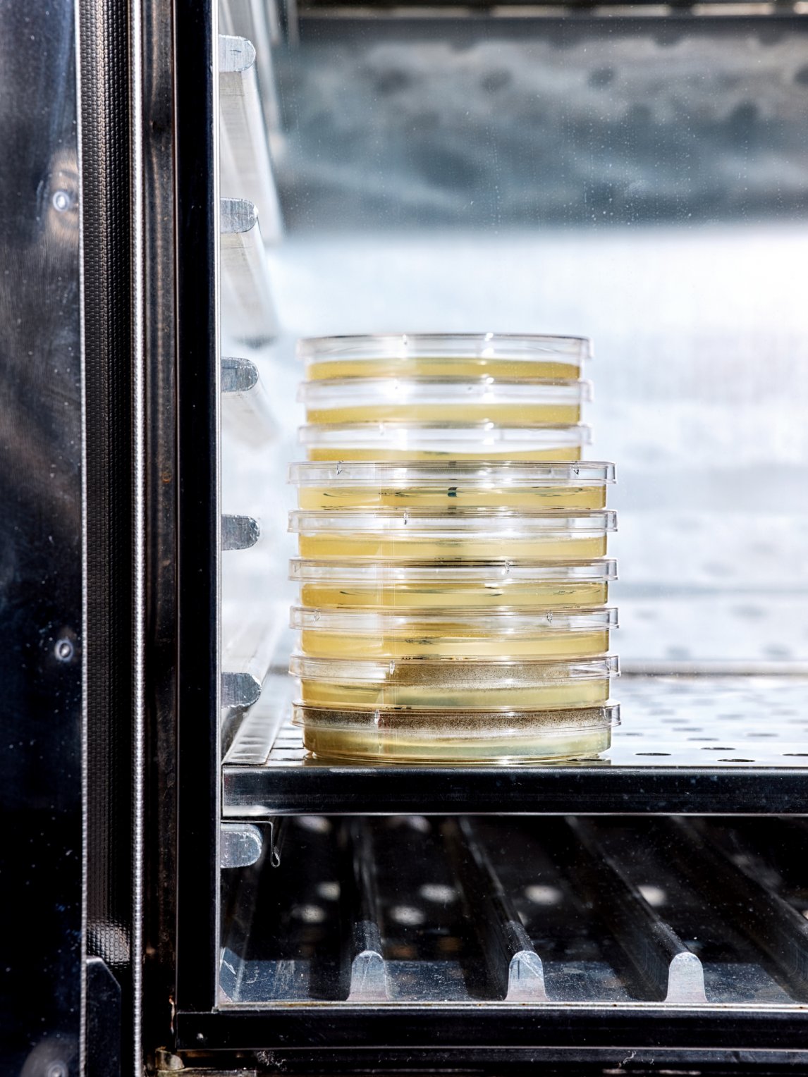 <p>LEBENDIMPFUNG<br />
Auf die Nährlösung der Petrischalen wurden Proben der verdünnten Produkte geträufelt – im Fachjargon: „geimpft“. Nach einigen Tagen zeigt sich, ob und in welchem Maße die Lebensmittel keimbelastet sind</p>
