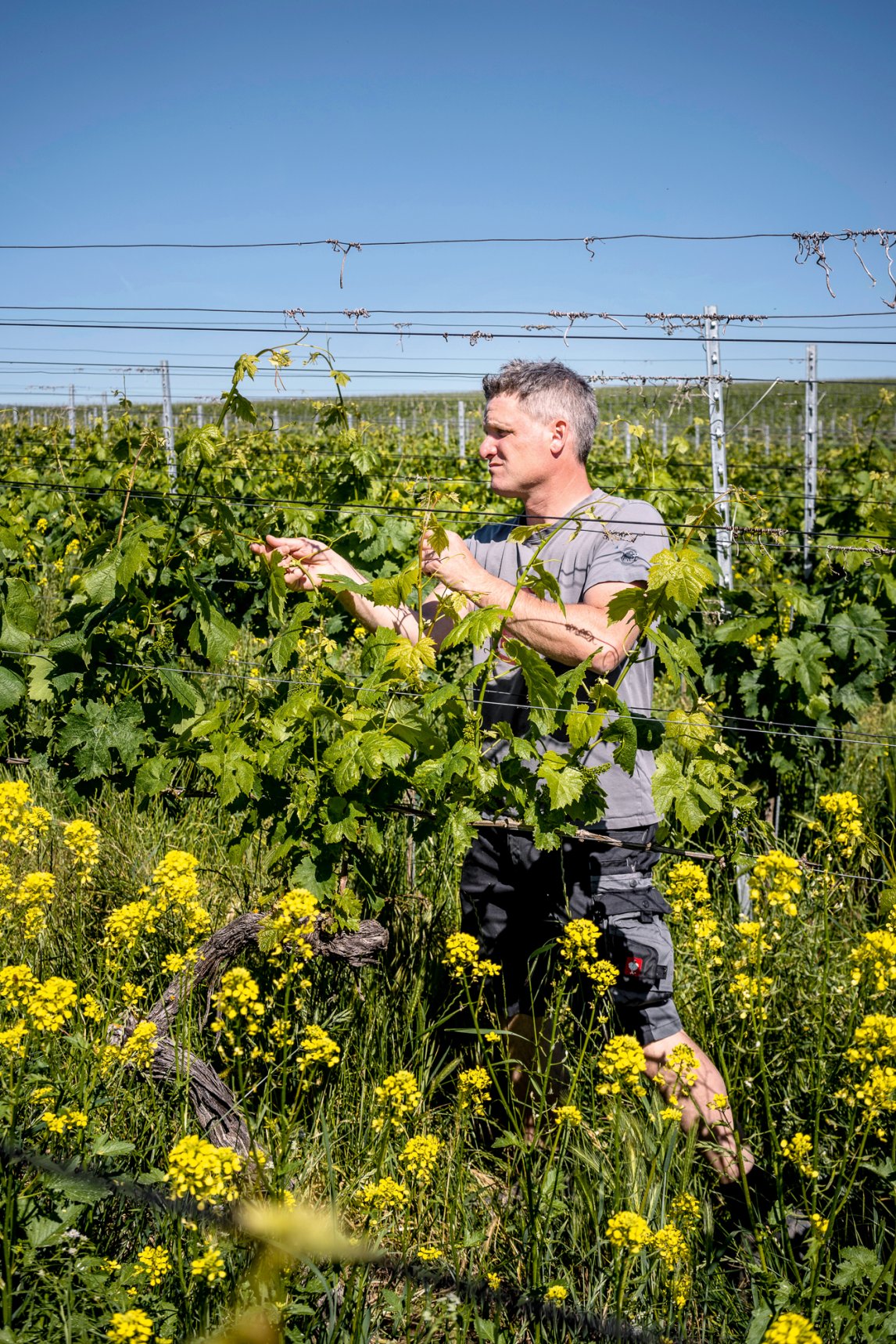 <p>TRAUBENGLÜCK <br />
Weinbauer Martin Linser auf seinem Gut in Freiburg-Opfingen. Zum Ausgleich für Bauland erhält er neue Rebflächen</p>
