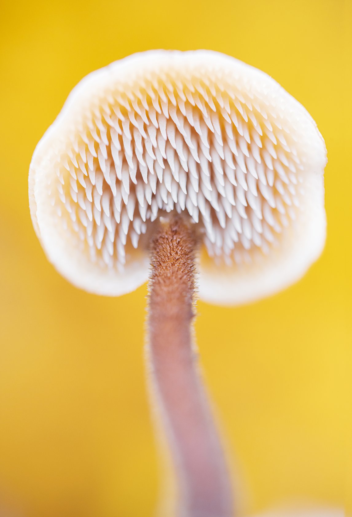 <p>BIZARRE VIELFALT Die Fülle an Farben und Formen im Reich der Pilze, das zwischen Tieren und Pflanzen steht, ist enorm – wie beim Kiefern-Braunporling (oben) oder dem Ohrlöffel-Stacheling (rechts).</p>
