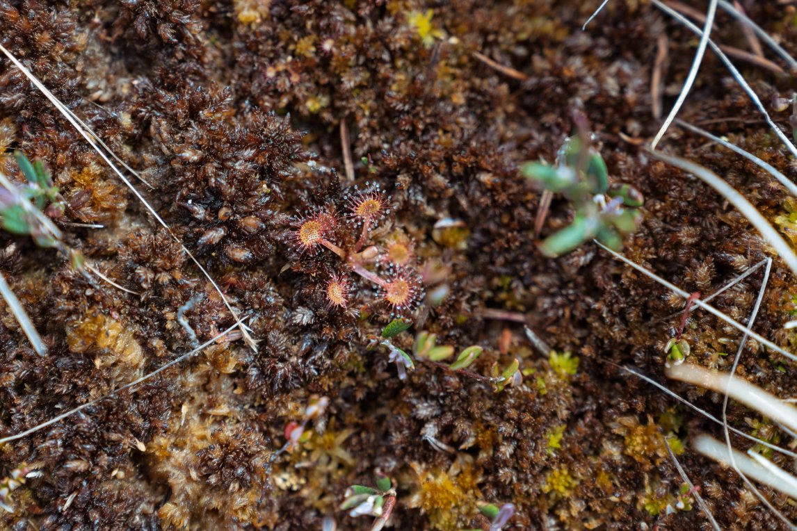 <p>INSEKTENFALLE Hochmoorböden bieten wenig Nährstoffe, deshalb sind fleischfressende Pflanzen wie dieser Sonnentau typische Bewohner</p>
