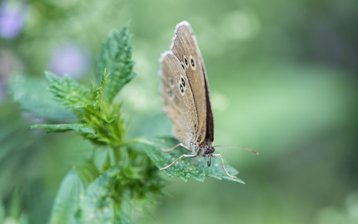 Buchautorin Eva Rosenkranz plädiert für wildere Gärten, damit auch dieser Schmetterling (Aphantopus hyperantus) sein Blättchen finden kann
