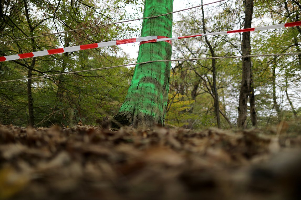 Mit Farbe besprühte Bäume und ein Absperrband markieren den Rand des Hambacher Waldes.
