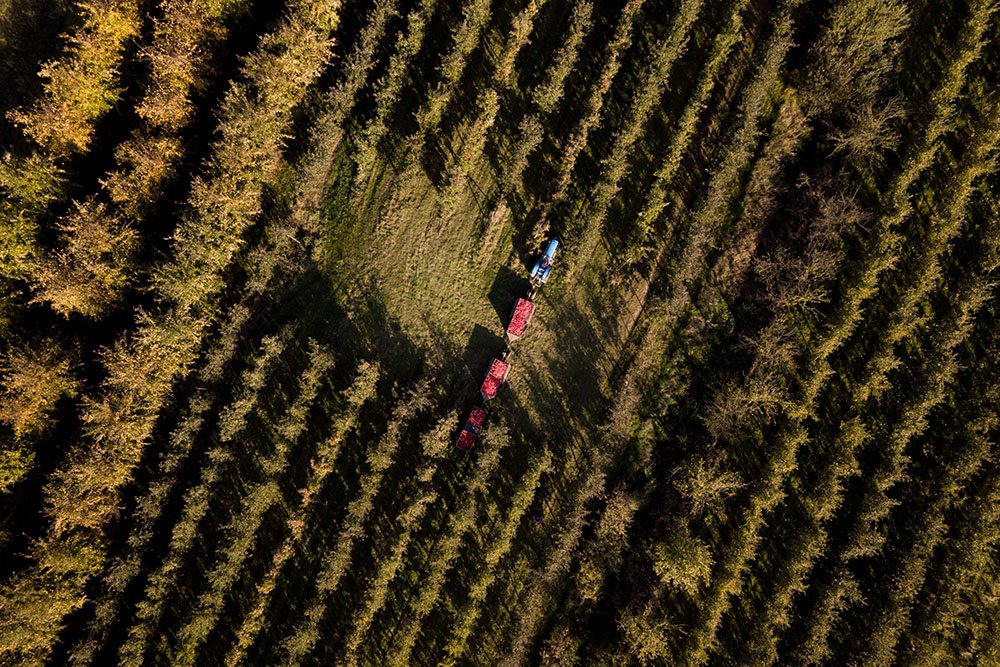 21 Hektar Land bewirtschaften die Blohms im Umland von Hamburg, hauptsächlich mit Apfelbäumen. Schon seit 1999 sind sie ein zertifizierter Bioland-Betrieb
