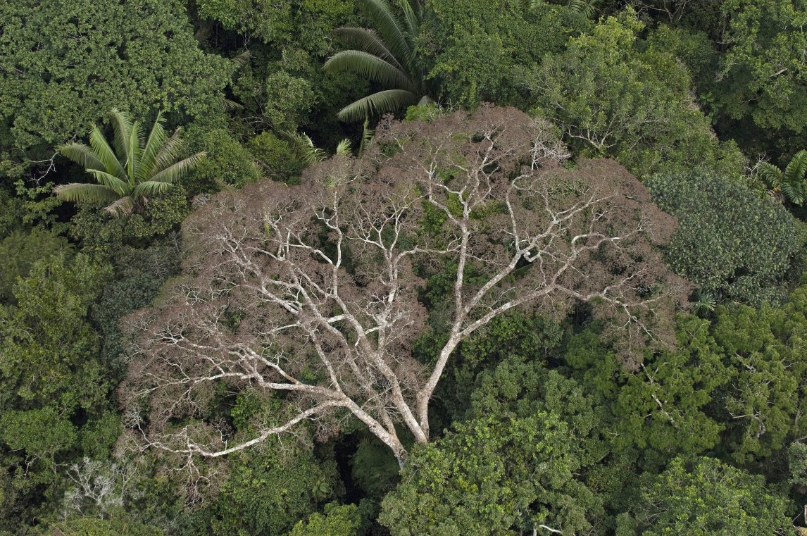 Urwälder wie der ecuadorianische Nationalpark Yasuní sind als Ökosysteme einzigartig und gelten als wahre Schatzkammern der Artenvielfalt

