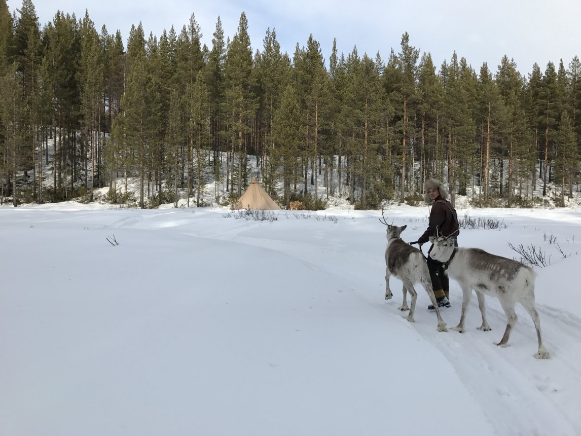 Viele Sámi leben von der Rentierzucht – wie Jon-Krista Jonsson und seine Familie. Das halbe Jahr über ziehen sie mit ihrem Zelt der Herde hinterher.
