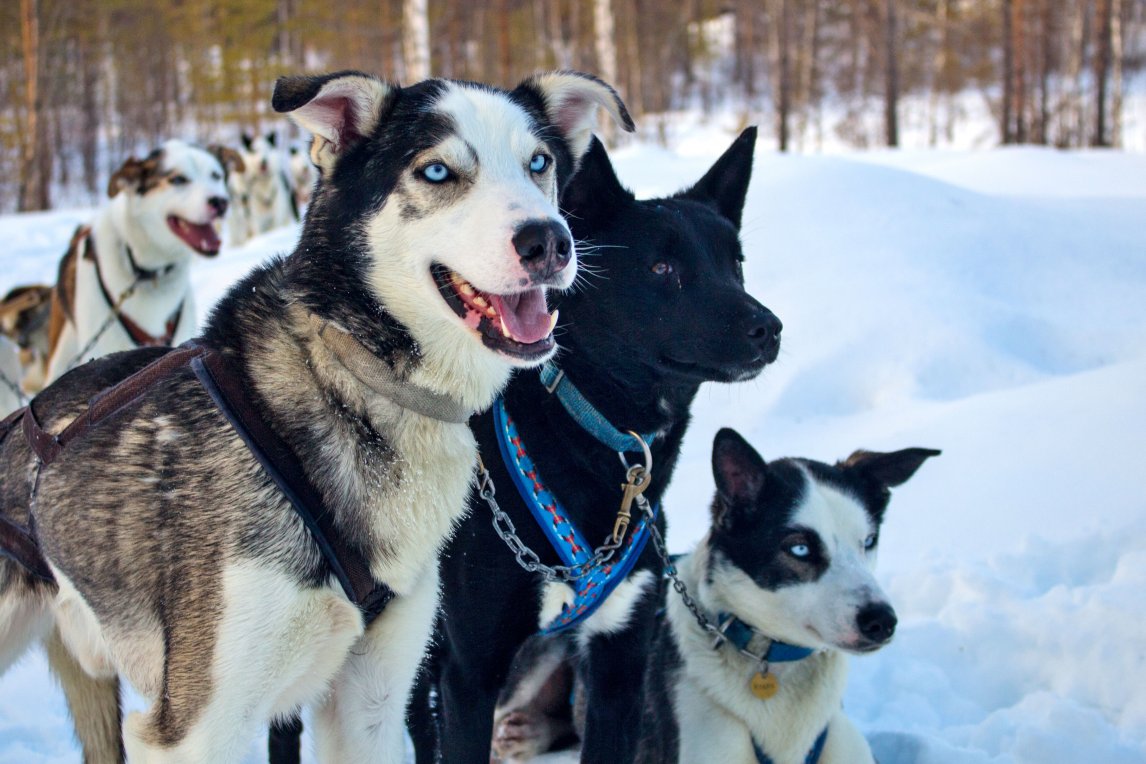 Huskys gehören zum Leben der Sámi. Sie ziehen die Schlitten durch die schneebedeckte Landschaft.
