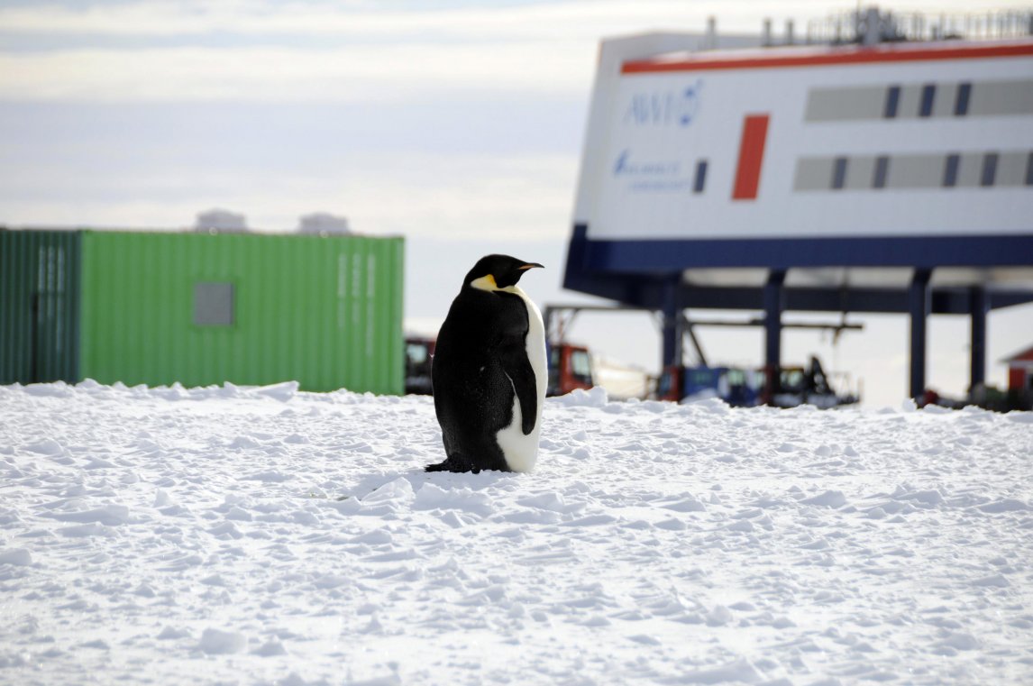 Ein Kaiserpinguin besucht die Neumayer-III-Station in der Antarktis. Seine Kolonie lebt nur ein paar Kilometer von der deutschen Forschungsbasis entfernt
